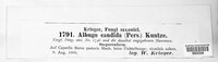 Albugo candida image
